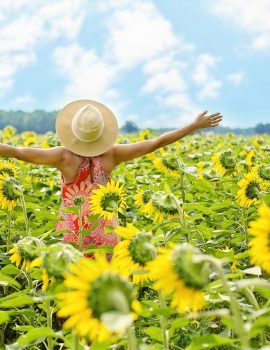 sunflowers, field, woman